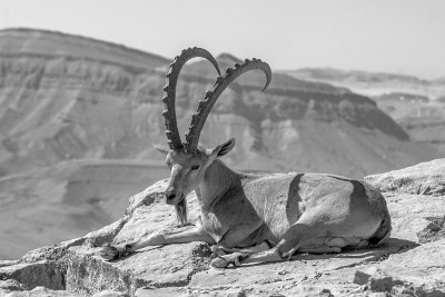 雄性努比亚山羊，Makhtesh（火山口）Ramon