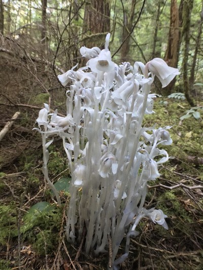 难以捉摸的幽灵植物/独花植物/尸体植物/印度烟斗