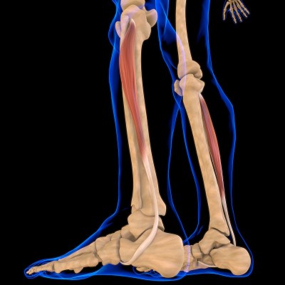 医用概念腓骨长肌解剖3D插图