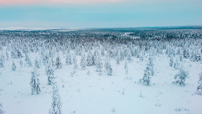 覆盖着积雪的松林鸟瞰图