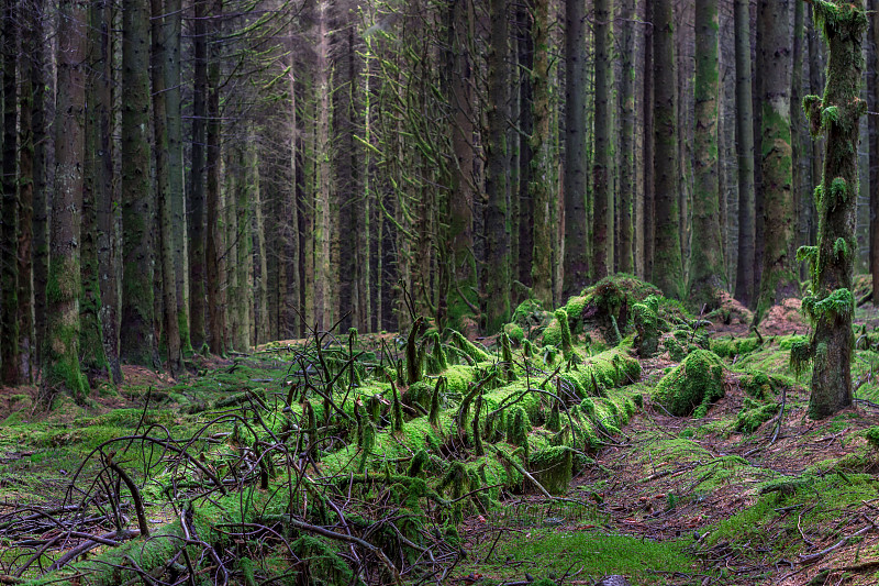 Forest-scape