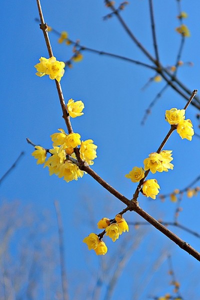 “蜡梅”像蜡像