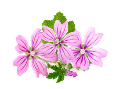 锦葵花