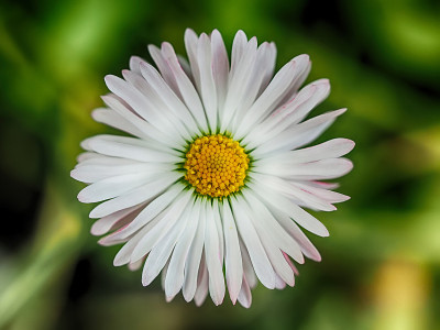森林里的洋甘菊