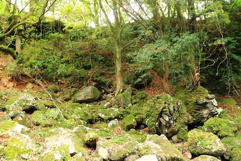 森林，Hallasan，山谷，石头，苔藓门，苔藓楼梯，苔藓，寺庙，Hyonom，