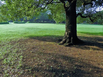 TREE　3