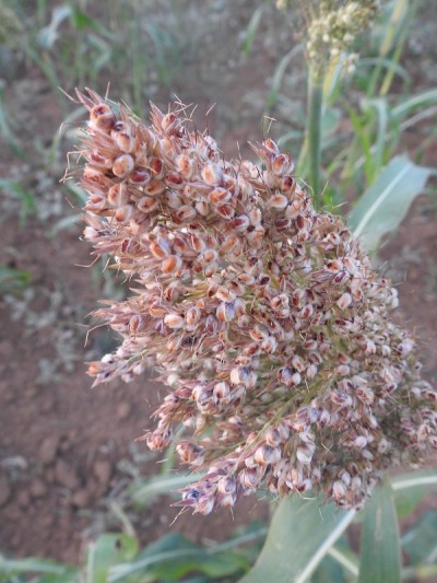 Sorghum bicolor