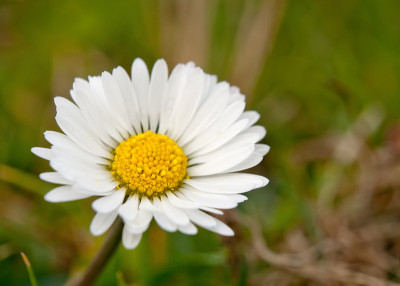 chamomiles
