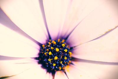 雏菊花