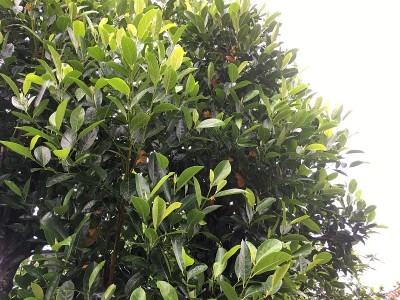 在菠萝蜜树上，在雨季