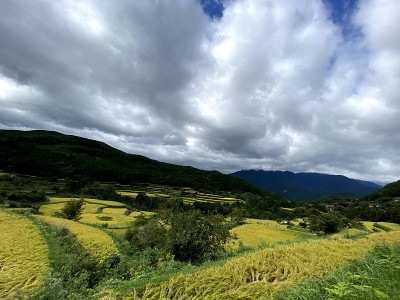 日本的梯田