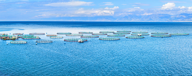 海洋渔场。用于养殖剑鱼和鲈鱼的网箱。工人们用草料喂鱼。海景全景摄影。