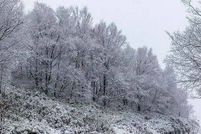 皑皑白雪覆盖大地
