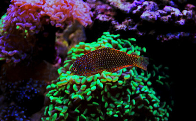 华丽的豹濑鱼在珊瑚礁水族馆缸