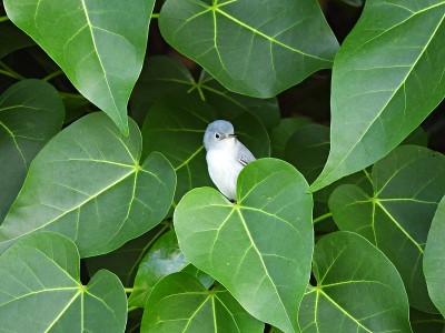 蓝灰色捕蚊鸟(Polioptila caerulea)——被树叶包围的雏鸟