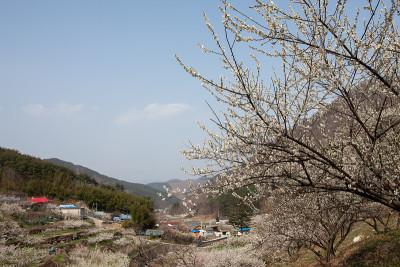 梅花