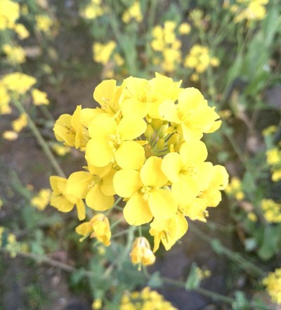 盛开的芥末花。