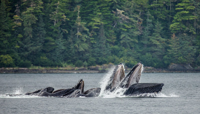 The head and the humpback whale's mouth above the 