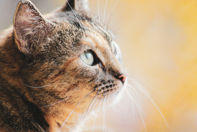 猫往窗外看