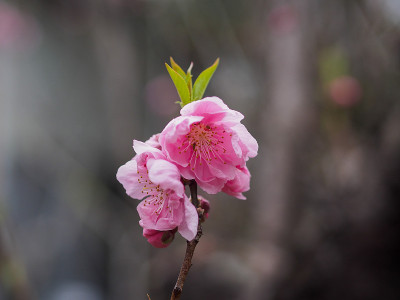 桃子的花