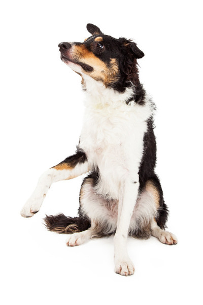 边境牧羊犬坐着并提供爪子
