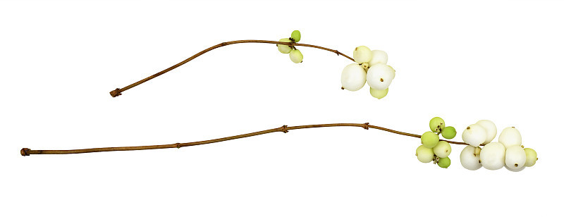 雪莓(Symphoricarpos albus)