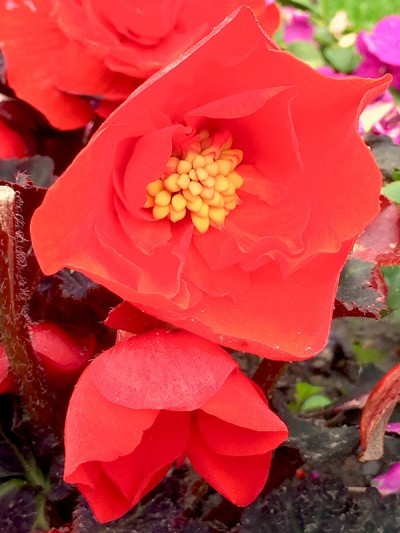 花