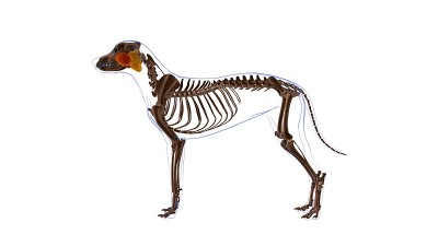 咬肌狗的肌肉解剖医学概念3D