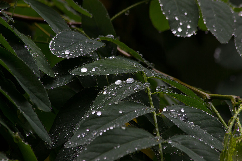 2018年8月8日，保加利亚索菲亚，金合欢树上晶莹的雨滴