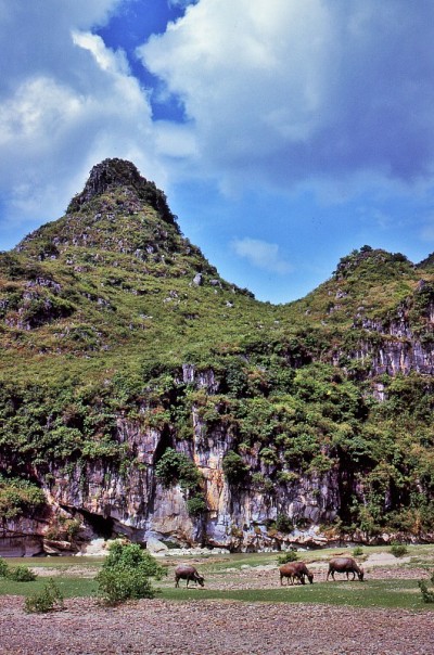 漓江游船，河岸放牧