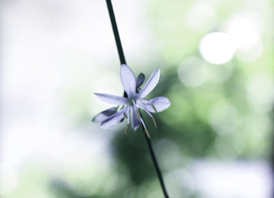 美丽的花