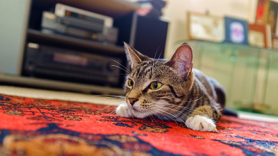 可爱的小猫