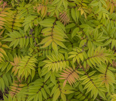 背景:假绣线菊(Sorbaria sorbifolia)绿色、黄色和橙色的叶子，在春天的画面中有着明