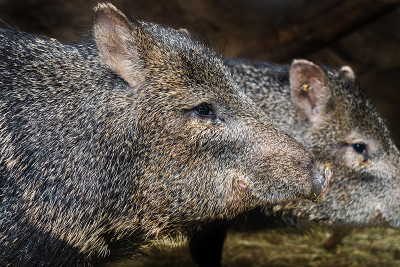领子Peccary从近距离拍摄。