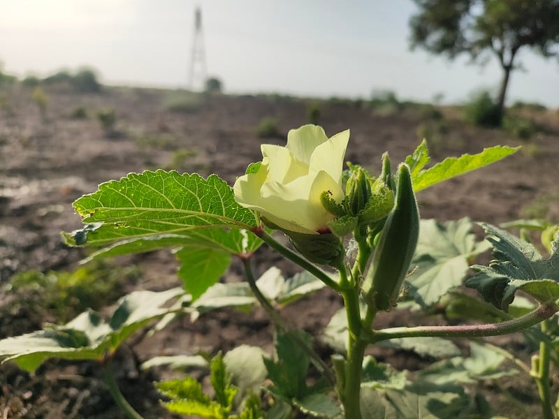 凤仙花、秋葵花木照片