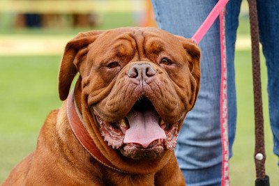 还有对狗的爱。品种。Dogue de波尔多