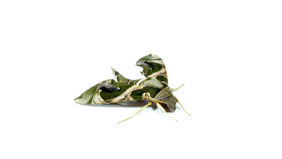 绿色和粉红色的迷彩夹竹桃蛾或军绿蛾，Daphnis nerii，被孤立在白色的背景上。鹰蛾长得像蝴蝶