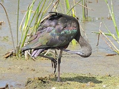 福罗里达州湿地上的朱鹮(Plegadis falcinellus)正在梳理自己的羽毛