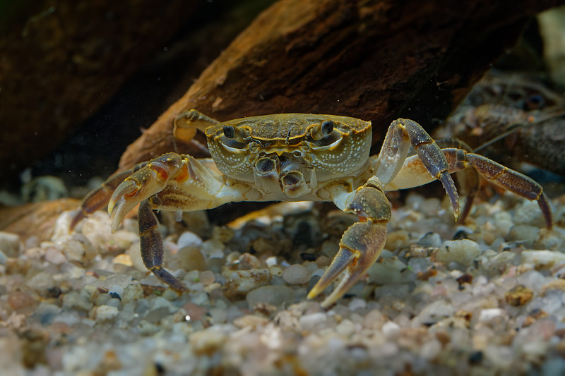 淡水蟹——生活在树木繁茂的小溪、河流和湖泊中的河蟹