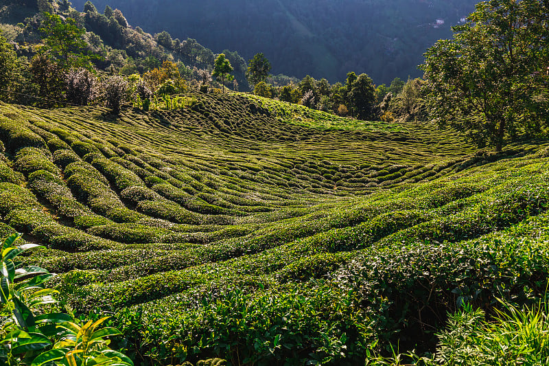 土耳其Rize附近的茶园