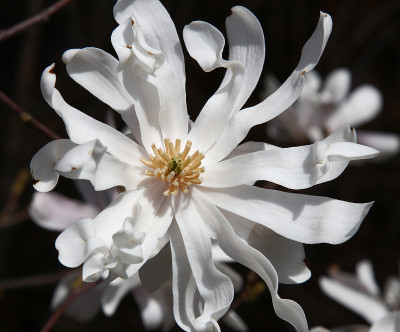 白玉兰花