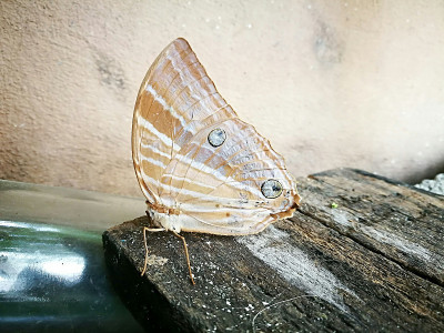昆虫