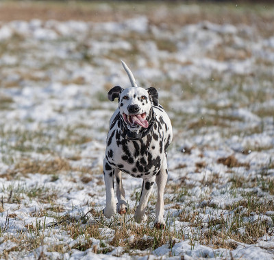 斑点狗在雪地里奔跑