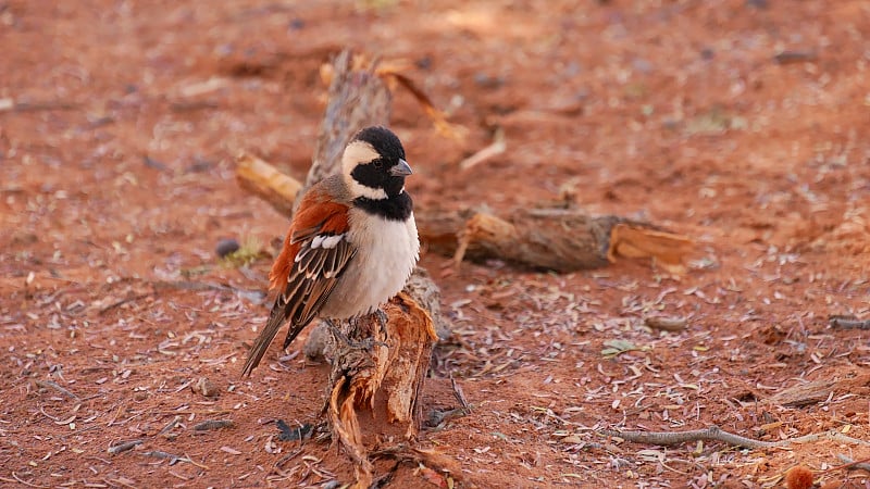 纳米比亚Sossusvlei，可爱的社交小织布鸟(philetairus socius)坐在一根枯死