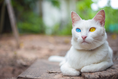 家猫，泰国奇特的眼睛品种，有蓝色和黄色的眼睛。