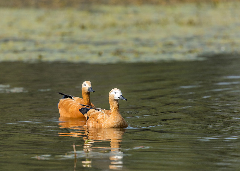 Ruddy Shelduck - Keoladeo国家公园，Bharatpur，印度。