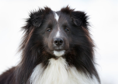 设得兰牧羊犬在户外