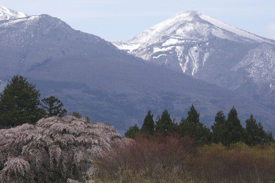 哭泣的樱桃树和万代山
