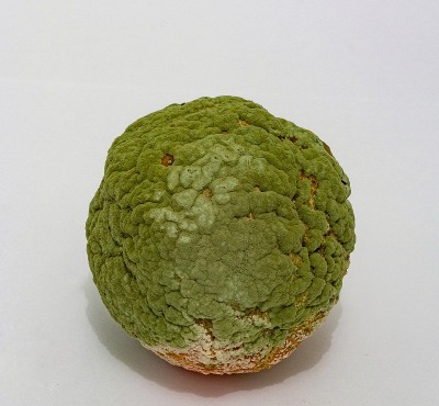 柠檬皮上有霉菌