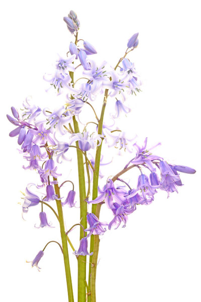 蓝铃花